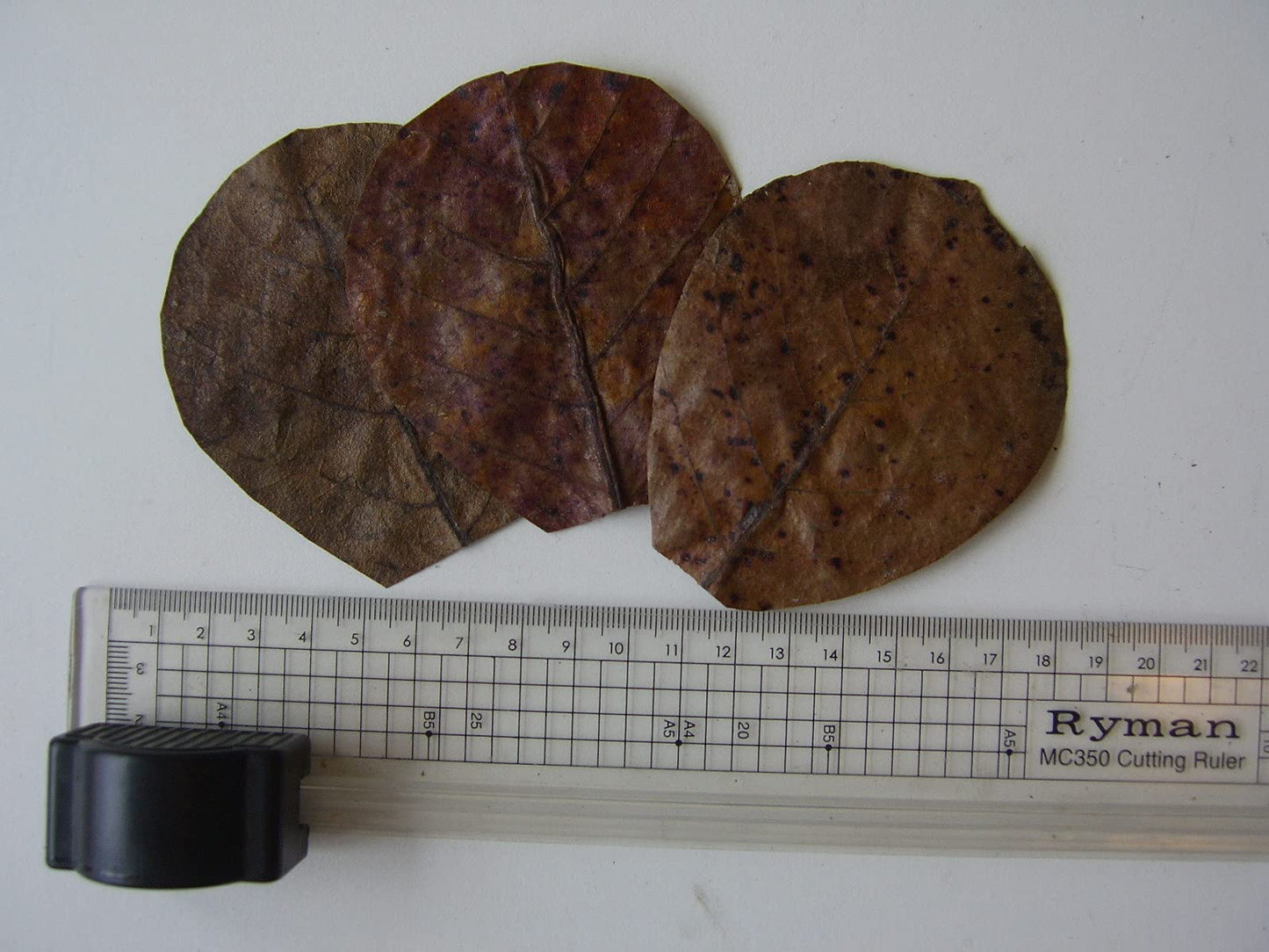 Indian Almond Leaves Nano 6-9cm x 50
