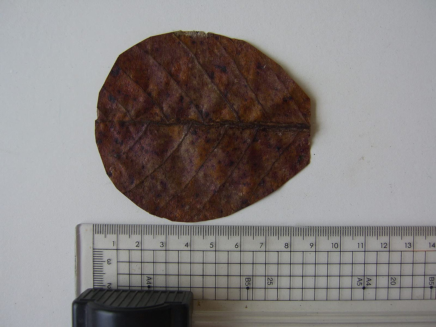 Indian Almond ( Cattapa ) Leaves 100 x Nano . 6-9cm .