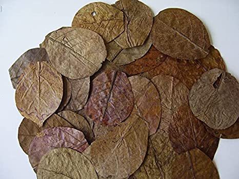 Indian Almond Leaves Nano  6-9cm x 50