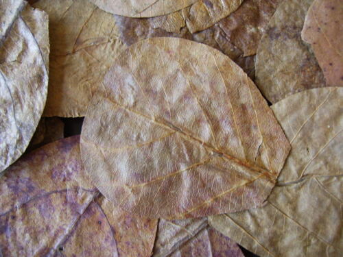 Indian Almond ( Cattapa ) Leaves  100 x Nano . 6-9cm .